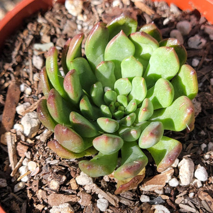 Sedeveria 'Pink Ruby' Suculenta coreana