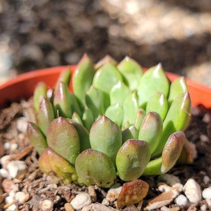 Sedeveria 'Pink Ruby' Suculenta coreana