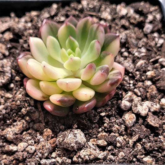 Sedeveria 'Pink Ruby' panachée (succulente coréenne rare)