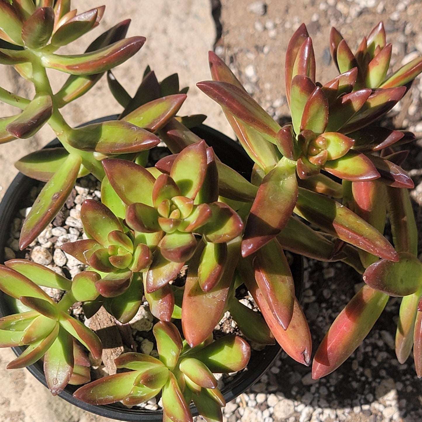 Sedum Adolphi 'Tempête de feu'