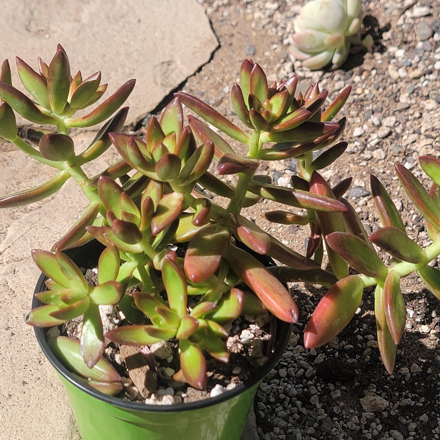 DesertScapeSucculent Succulent 4" Assorted Sedum Adolphi 'Firestorm'