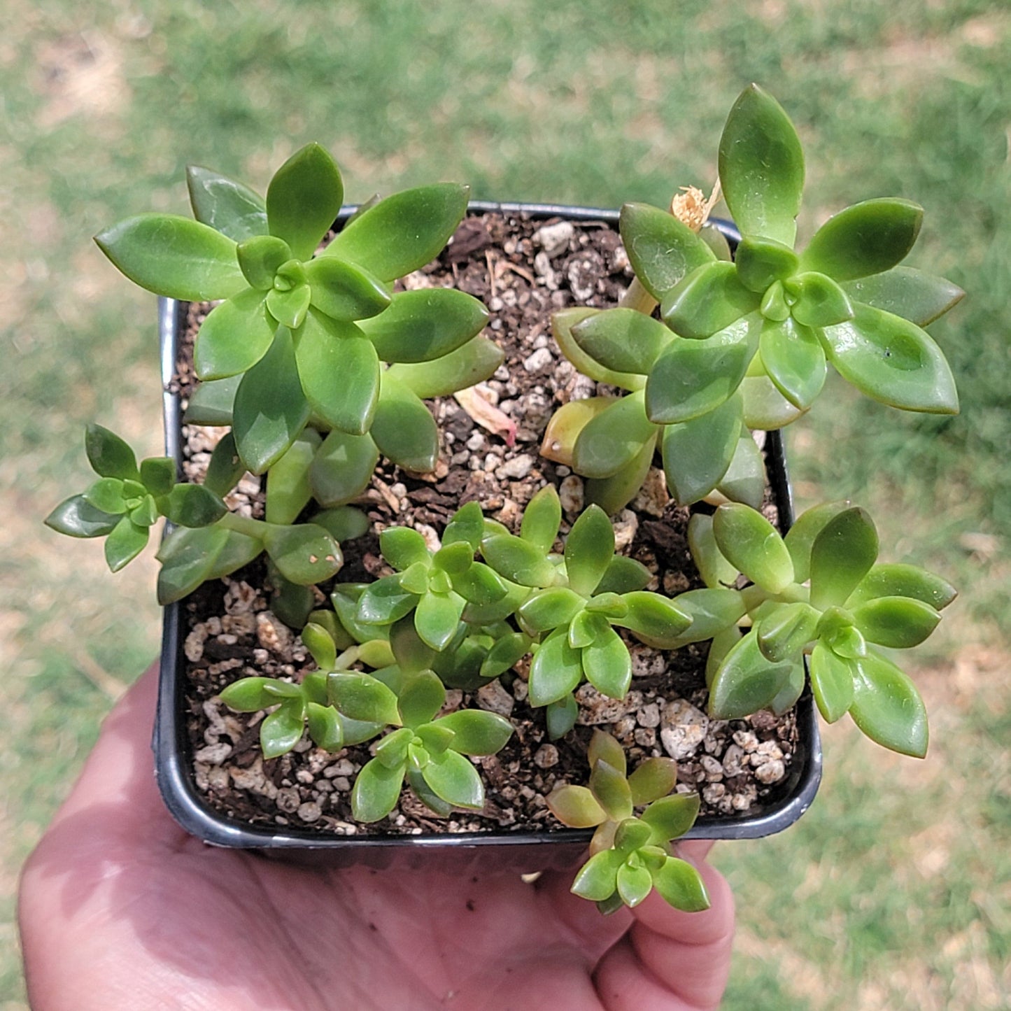 Sedum adolphii 'Resplandor dorado'