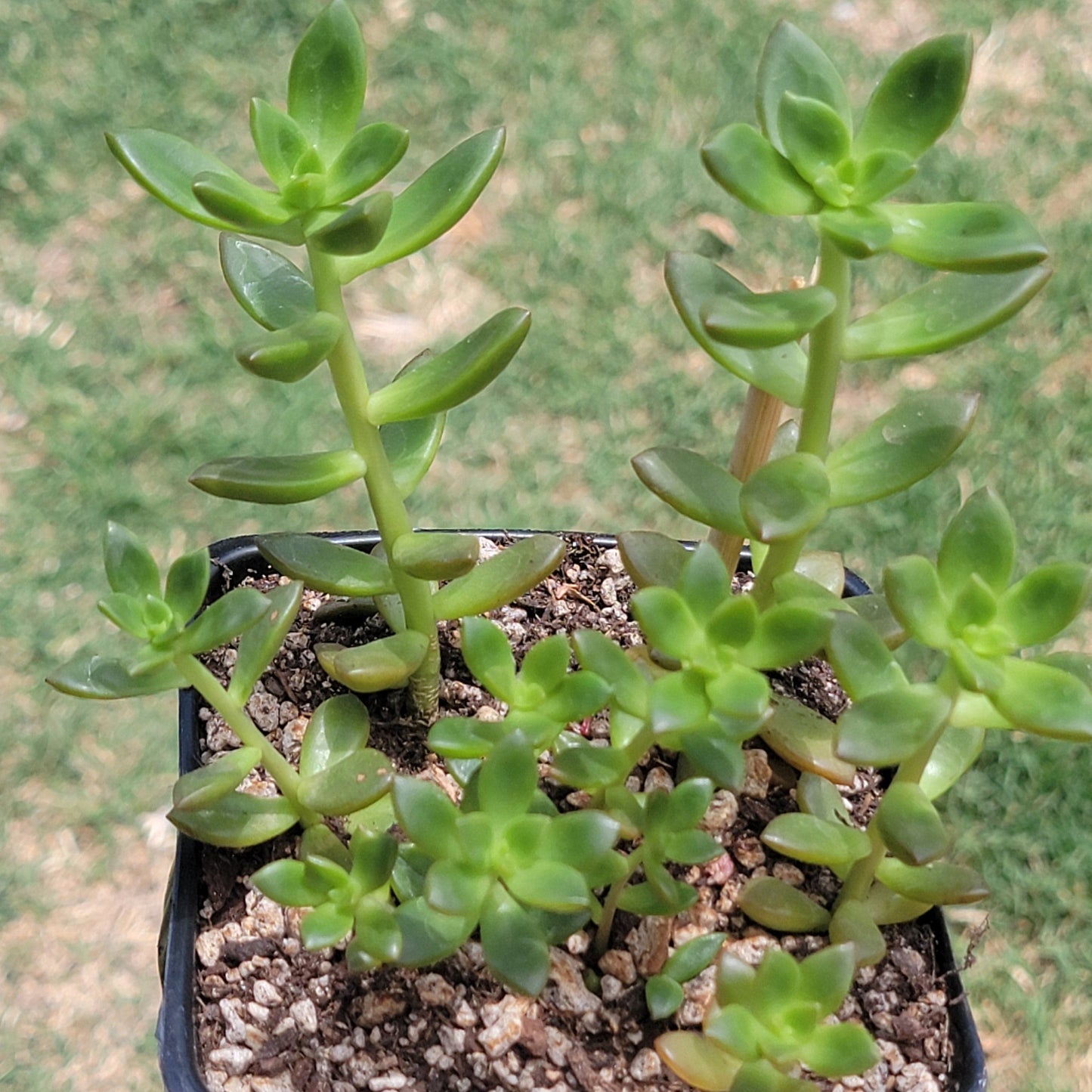 Sedum adolphii 'Golden Glow'