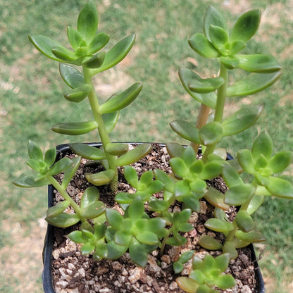 Sedum adolphii 'Resplandor dorado'