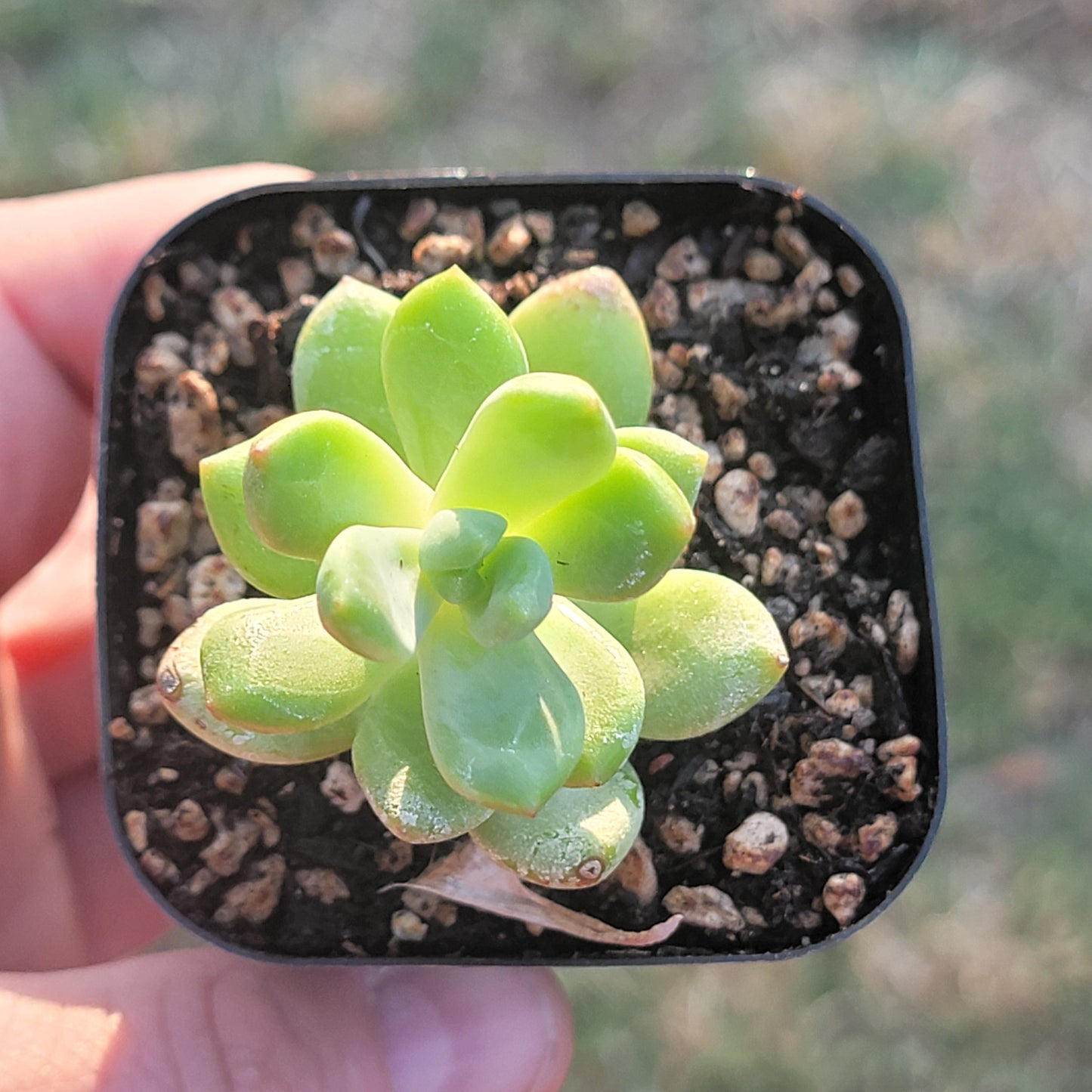 Sedum 'Alice Evans'