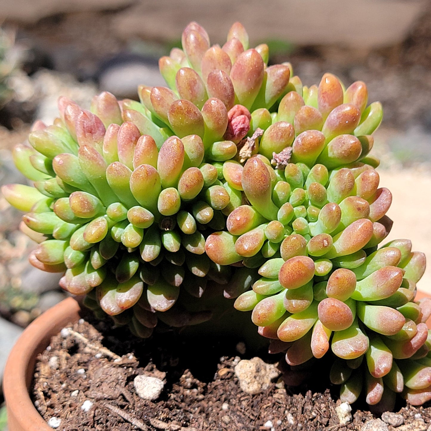 Sedum 'Alice Evans'