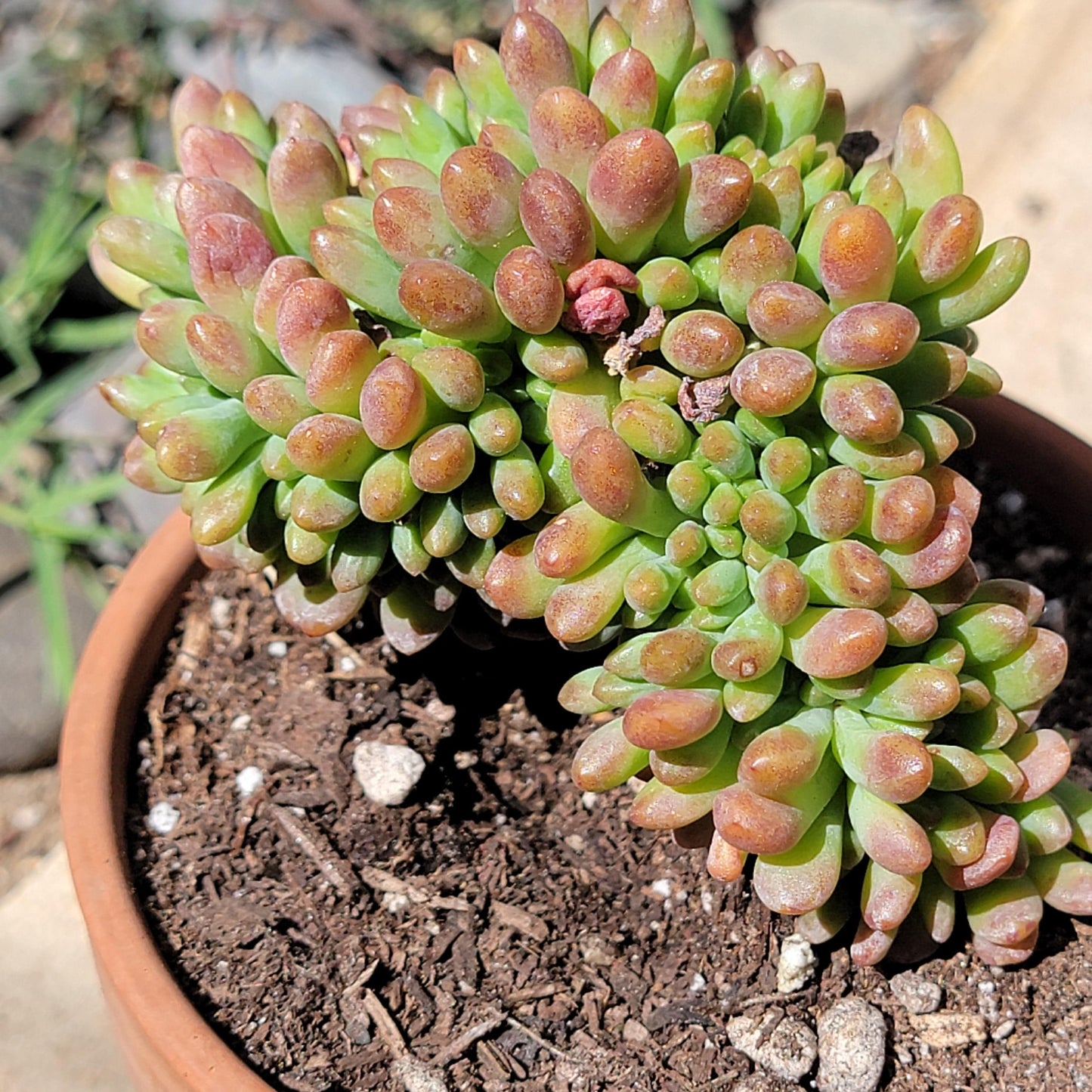 Sedum 'Alice Evans'