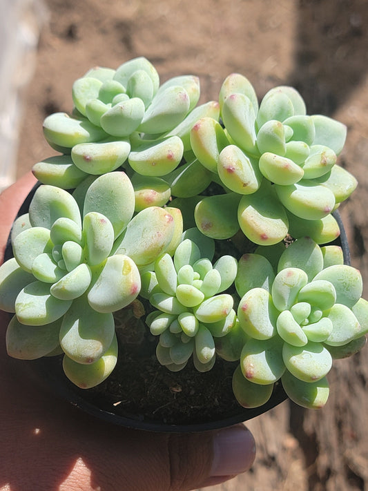 Sedum 'Clavatum'