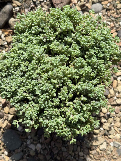 Sedum dasyphyllum 'Corsican Stonecrop' - 6 Inch - Succulent - DesertScapeSucculent