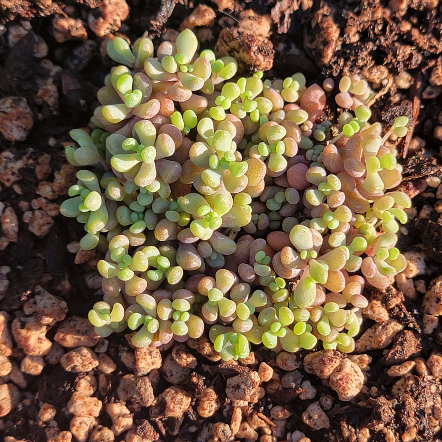 Sedum Dasyphyllum 'Cruz de piedra corsa'