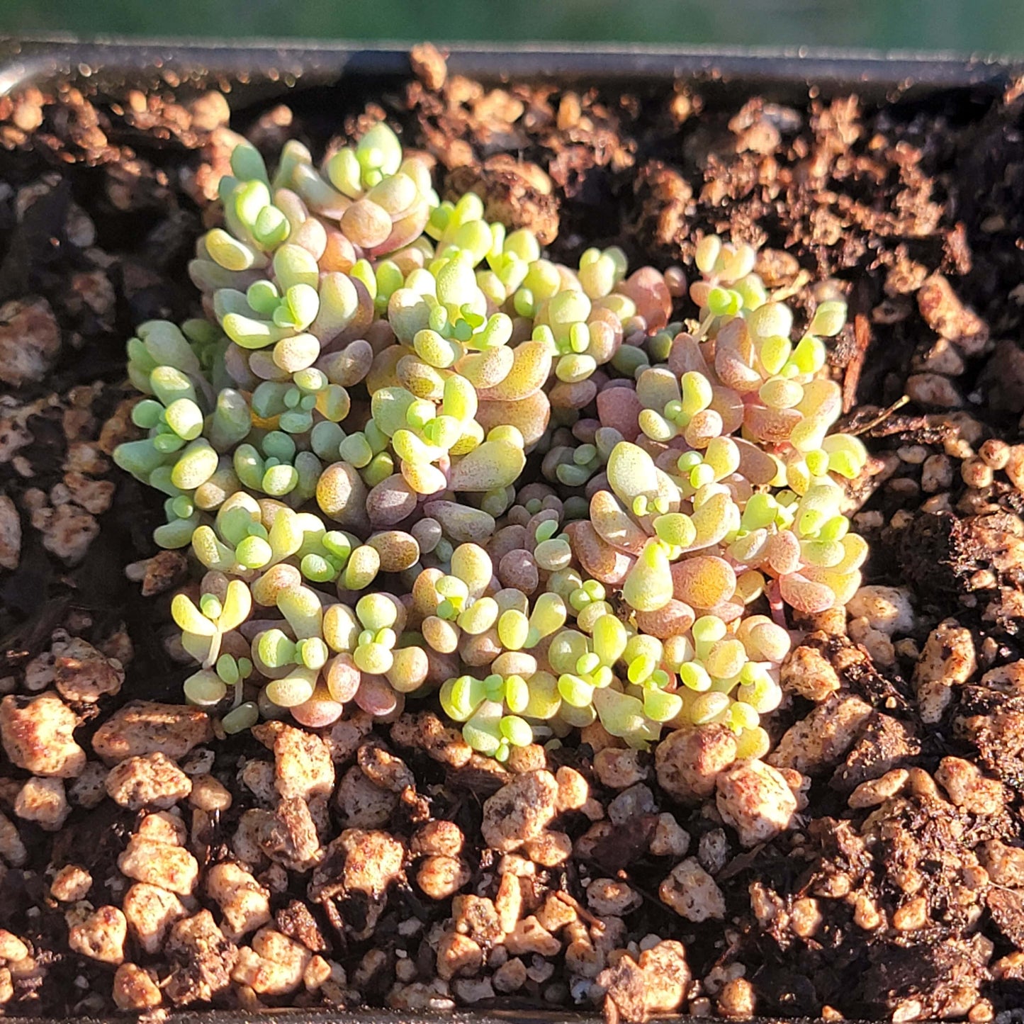 Sedum Dasyphyllum 'Orpin corse'