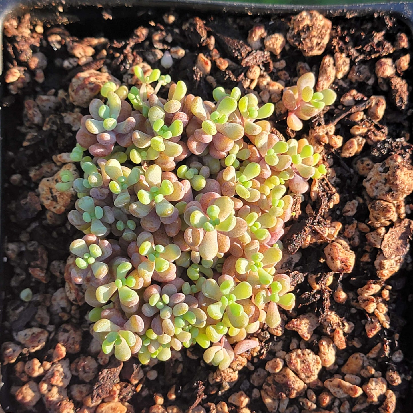 Sedum Dasyphyllum 'Cruz de piedra corsa'