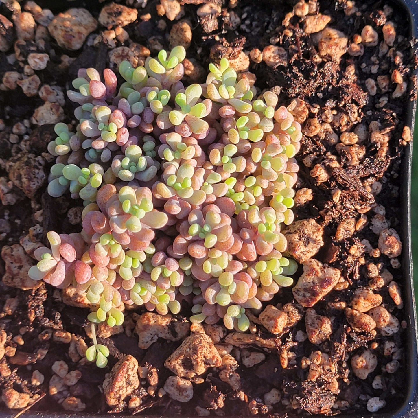 Sedum Dasyphyllum 'Cruz de piedra corsa'