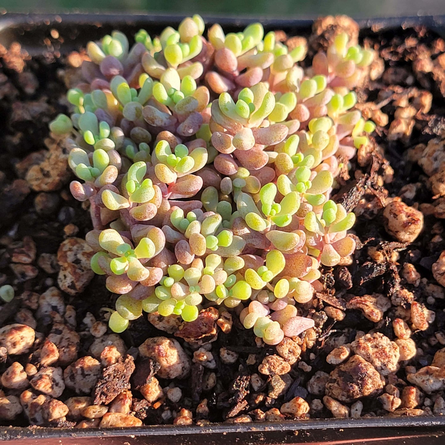 Sedum Dasyphyllum 'Corsican Stonecrop'