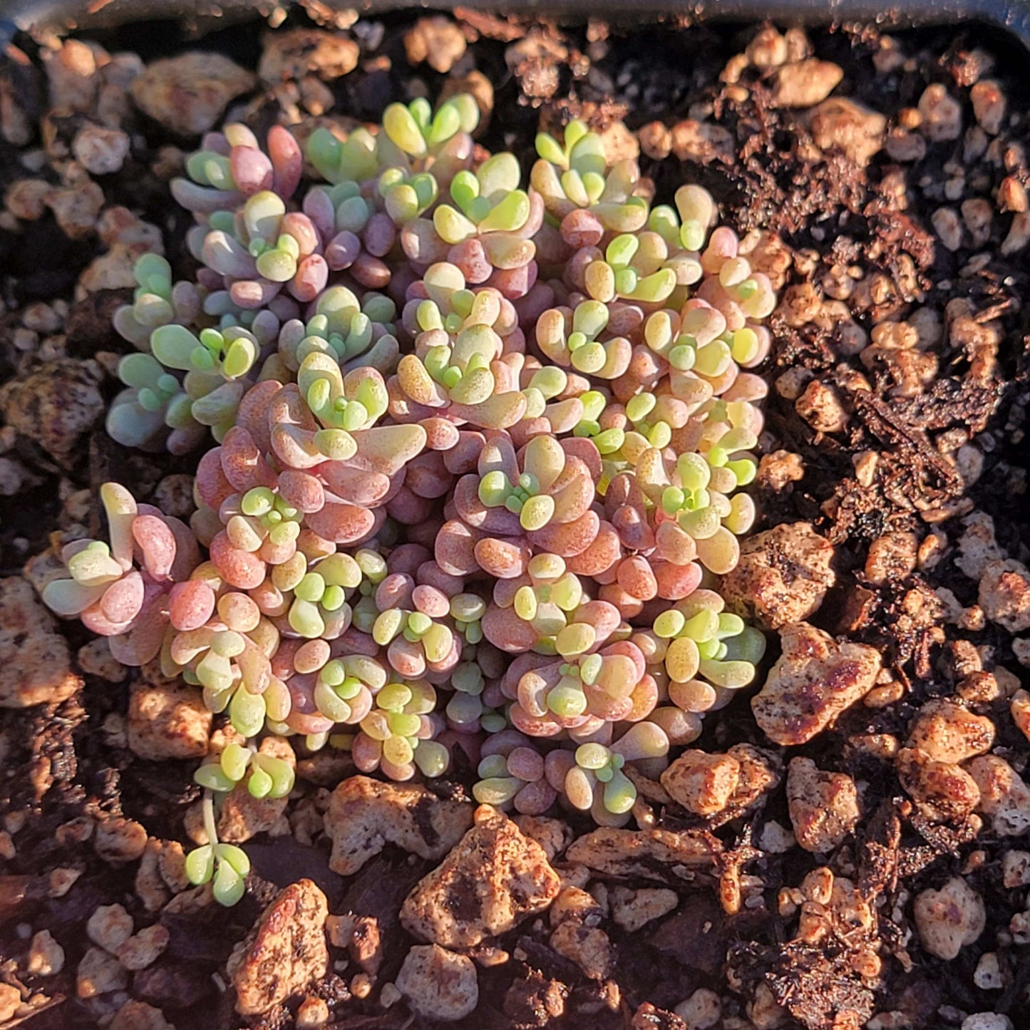 Sedum Dasyphyllum 'Corsican Stonecrop'