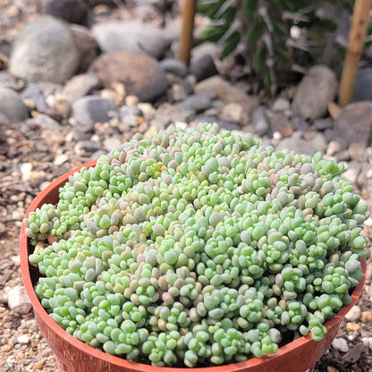 DesertScapeSucculent Succulent 4" Assorted Sedum Dasyphyllum 'Corsican Stonecrop'