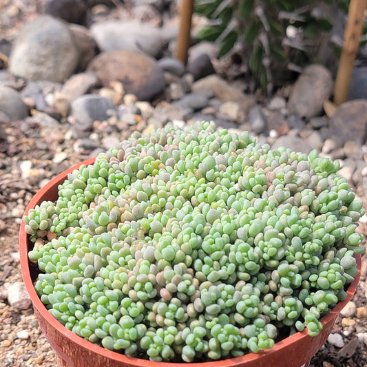 Sedum Dasyphyllum 'Corsican Stonecrop'