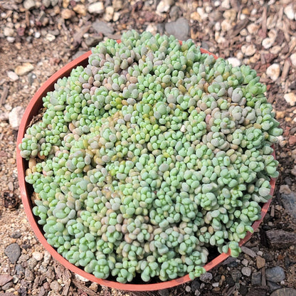 DesertScapeSucculent Succulent 4" Assorted Sedum Dasyphyllum 'Corsican Stonecrop'