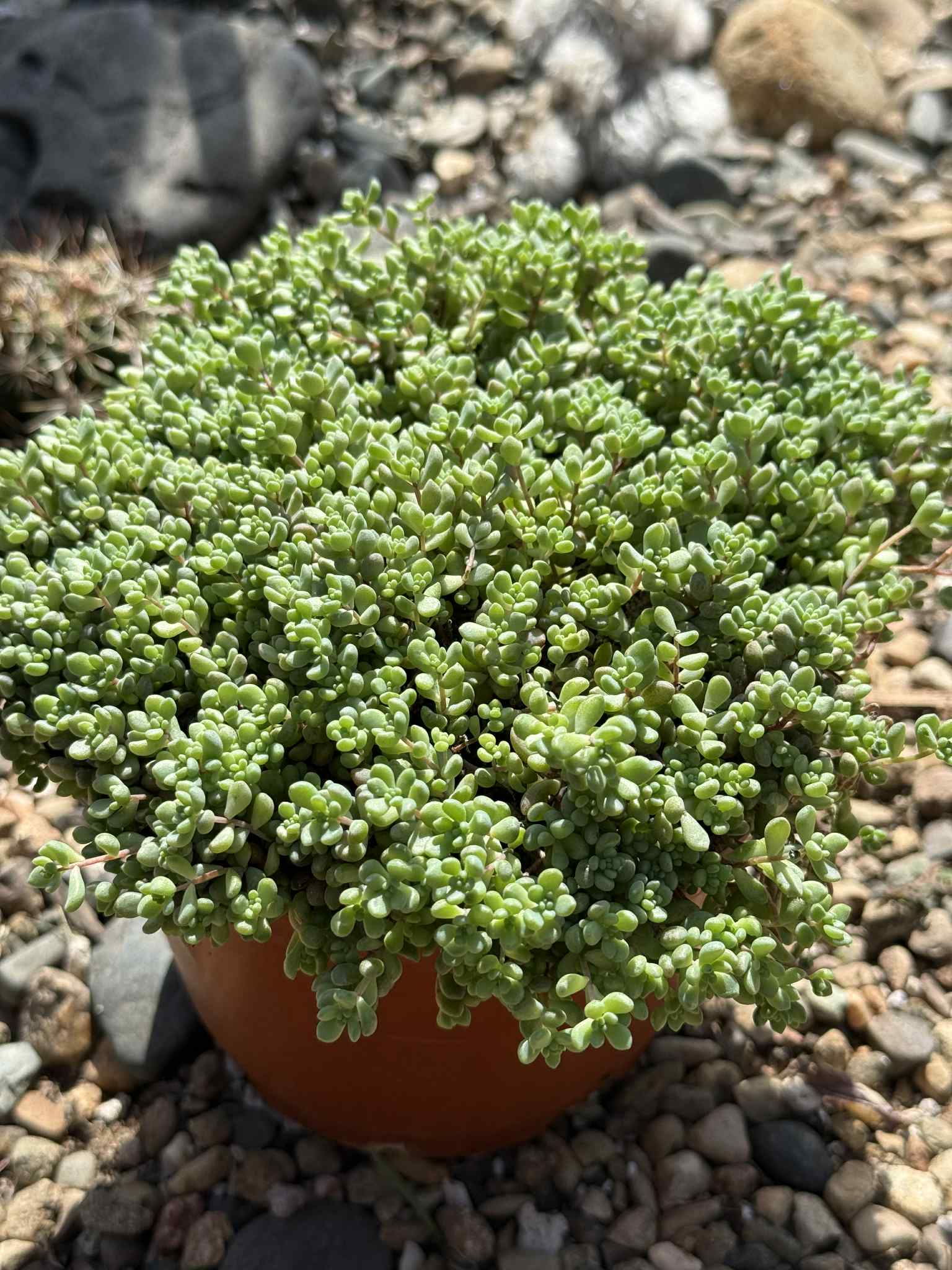 Sedum dasyphyllum 'Corsican Stonecrop' - 6 Inch - Succulent - DesertScapeSucculent