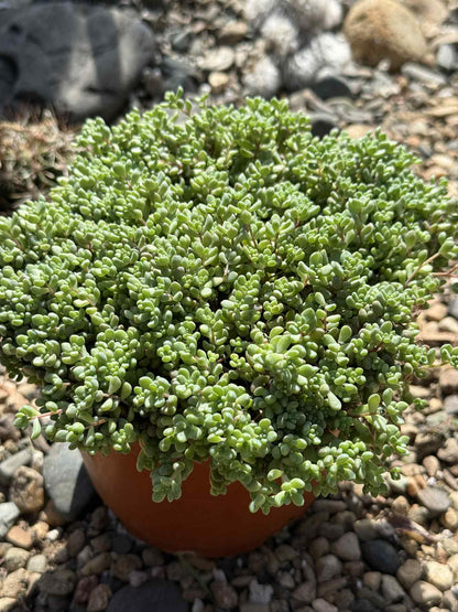 Sedum dasyphyllum 'Corsican Stonecrop' - 6 Inch - Succulent - DesertScapeSucculent