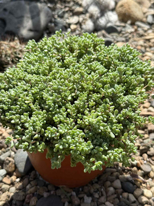 Sedum dasyphyllum 'Corsican Stonecrop' - 6 Inch - Succulent - DesertScapeSucculent