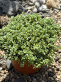 Sedum dasyphyllum 'Corsican Stonecrop' - 6 Inch - Succulent - DesertScapeSucculent
