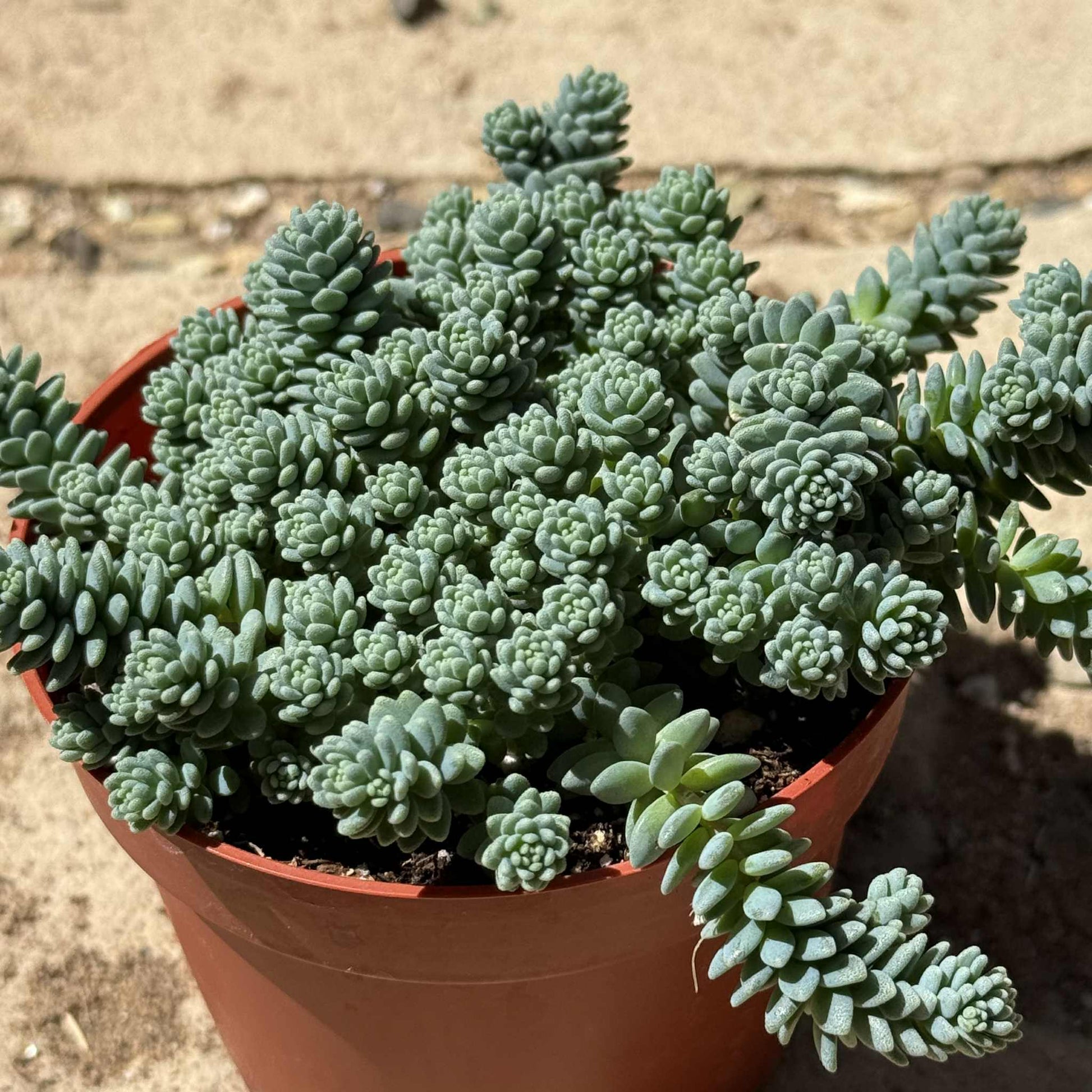 himalayan succulent Sedum dasyphyllum 'Himalayan Skies'