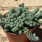 Sedum dasyphyllum 'Himalayan Skies' - 4" Inch Assorted - Succulent - DesertScapeSucculent