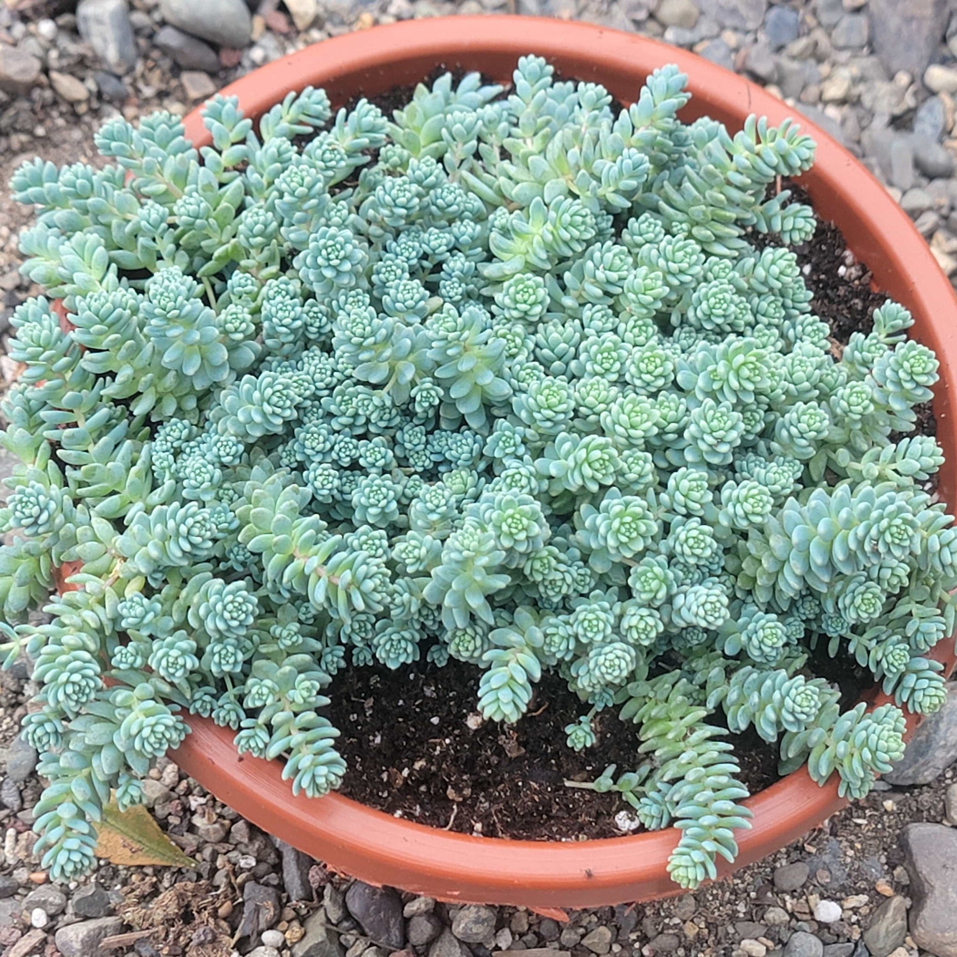 himalayan succulent Sedum dasyphyllum 'Himalayan Skies' – DesertScapeSucculent