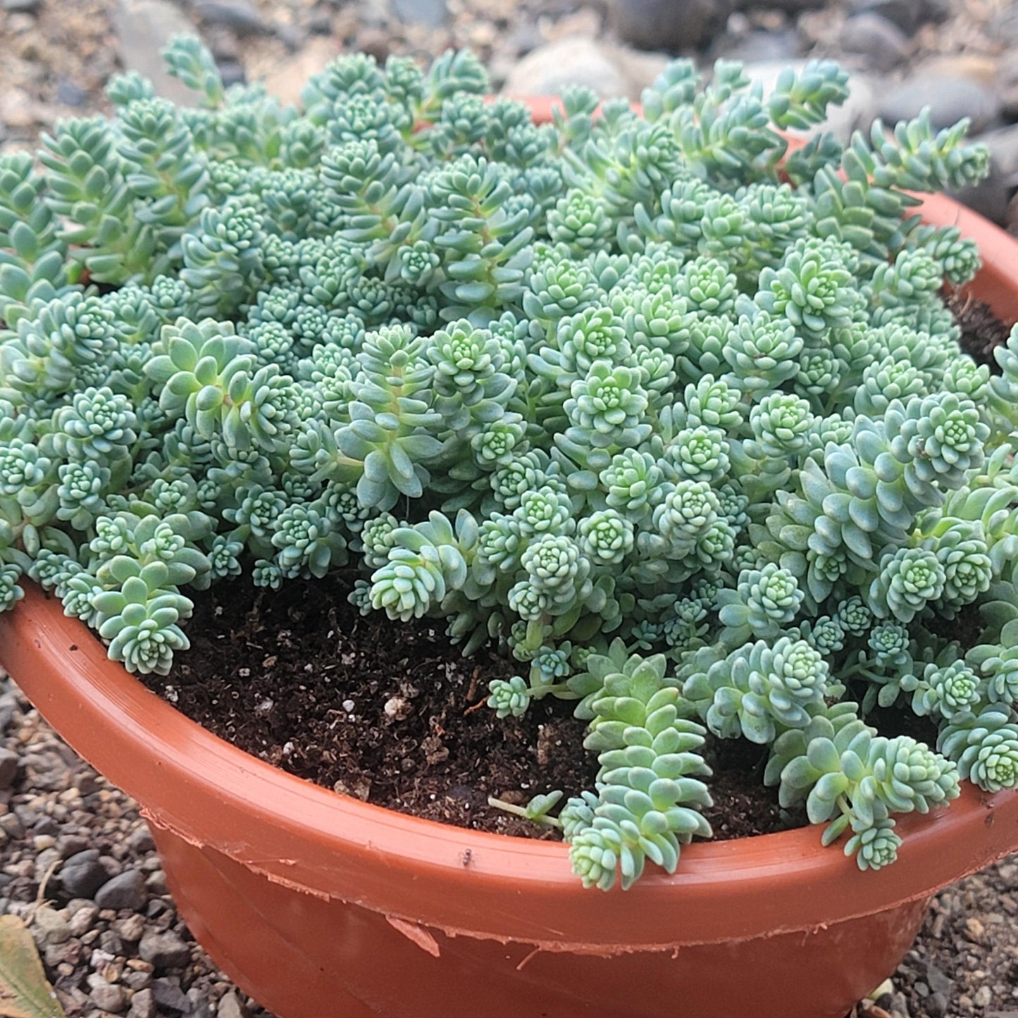 Sedum dasyphyllum 'Himalayan Skies'