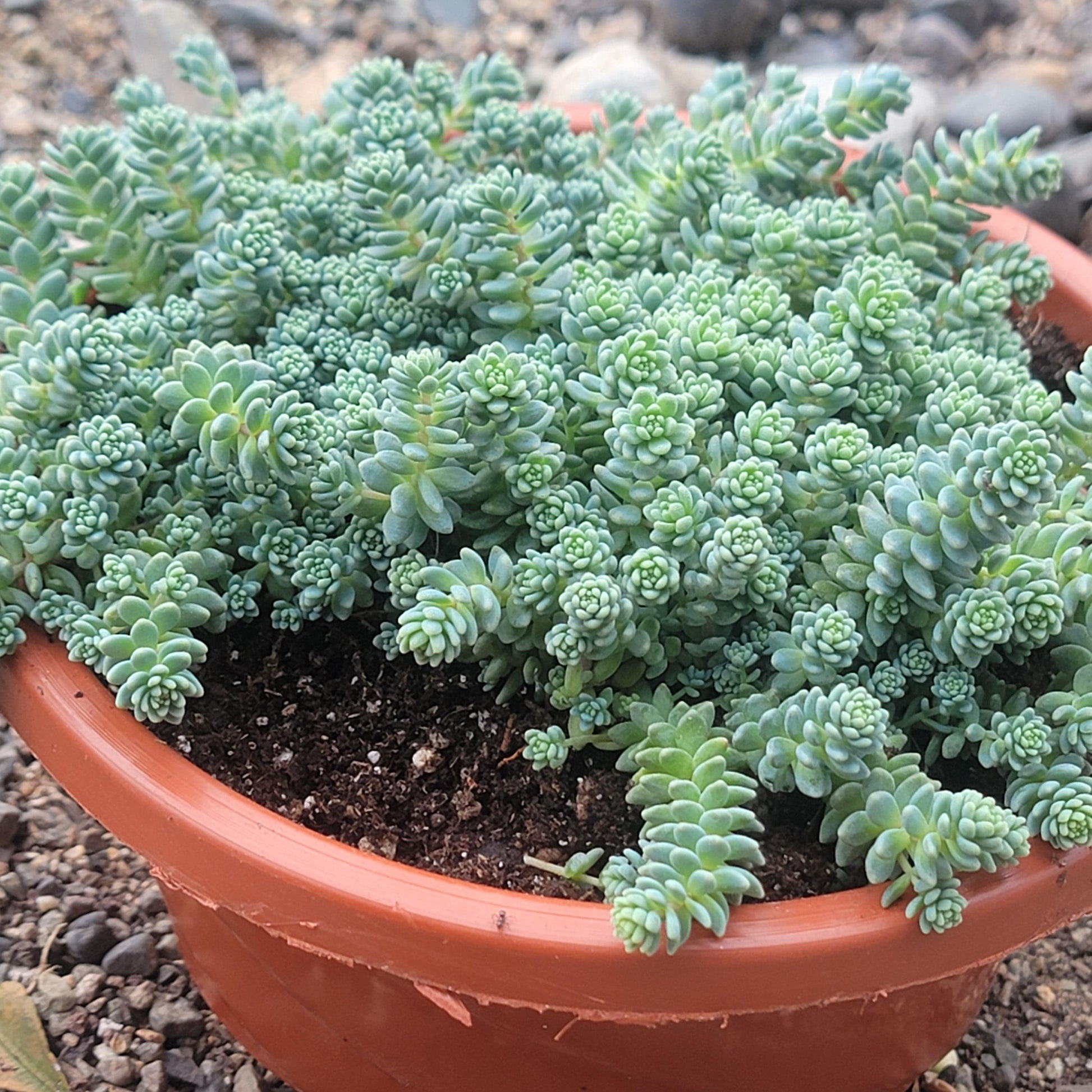 DesertScapeSucculent Succulent 6" Assorted Hanging Plant Sedum dasyphyllum 'Himalayan Skies'