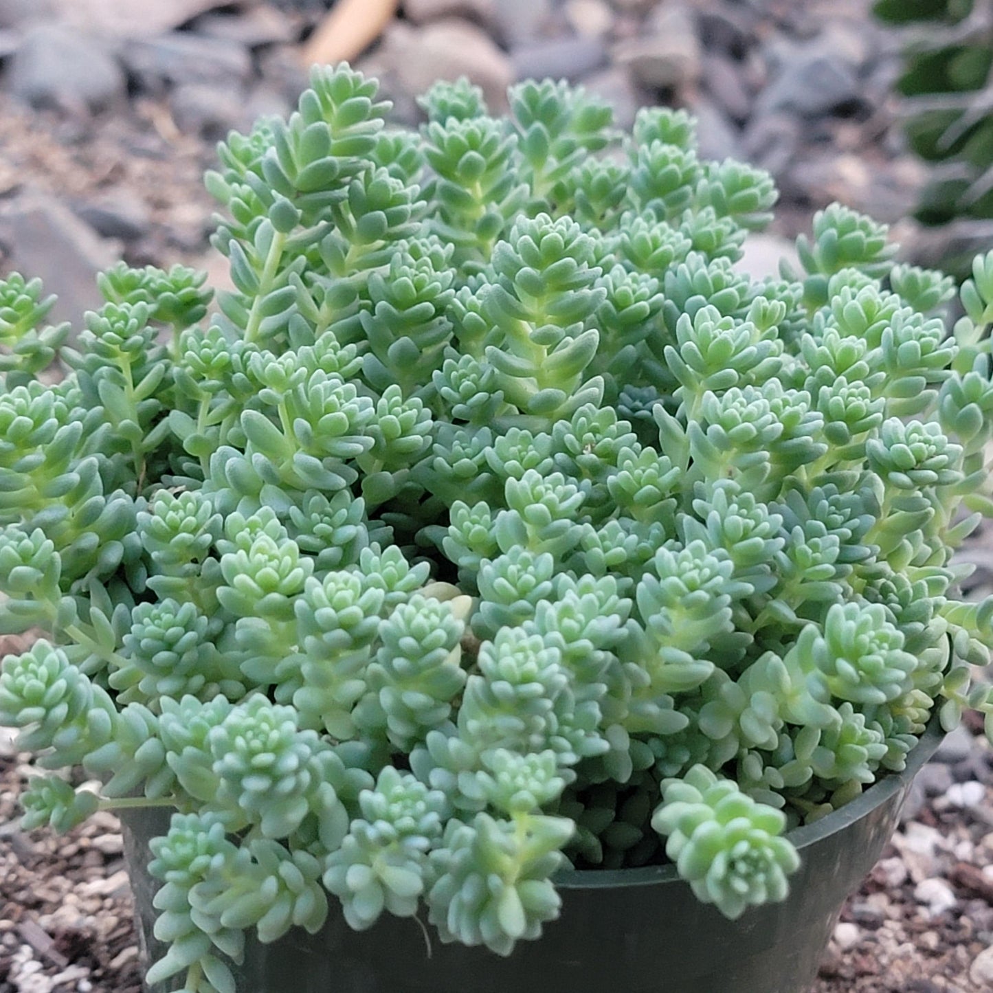 Sedum dasyphyllum 'Himalayan Skies'