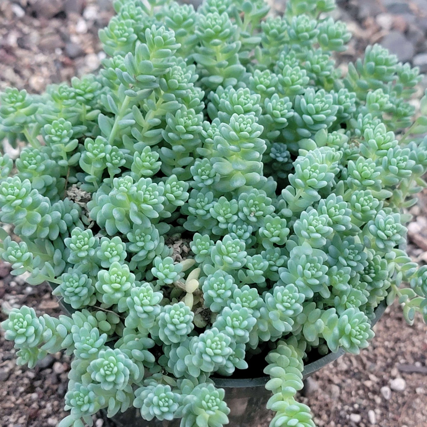 Sedum dasyphyllum 'Himalayan Skies'