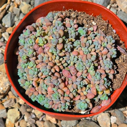 DesertScapeSucculent Succulent 4 Inch Sedum dasyphyllum 'Major'