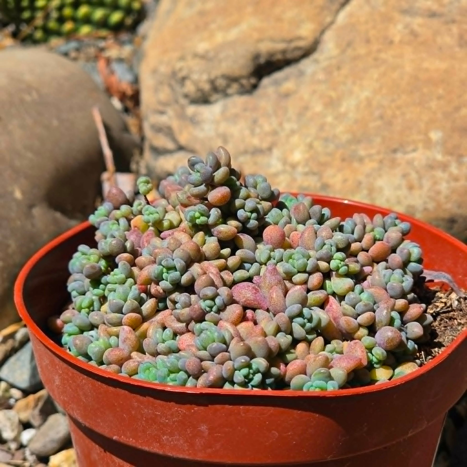 DesertScapeSucculent Succulent 4 Inch Sedum dasyphyllum 'Major'