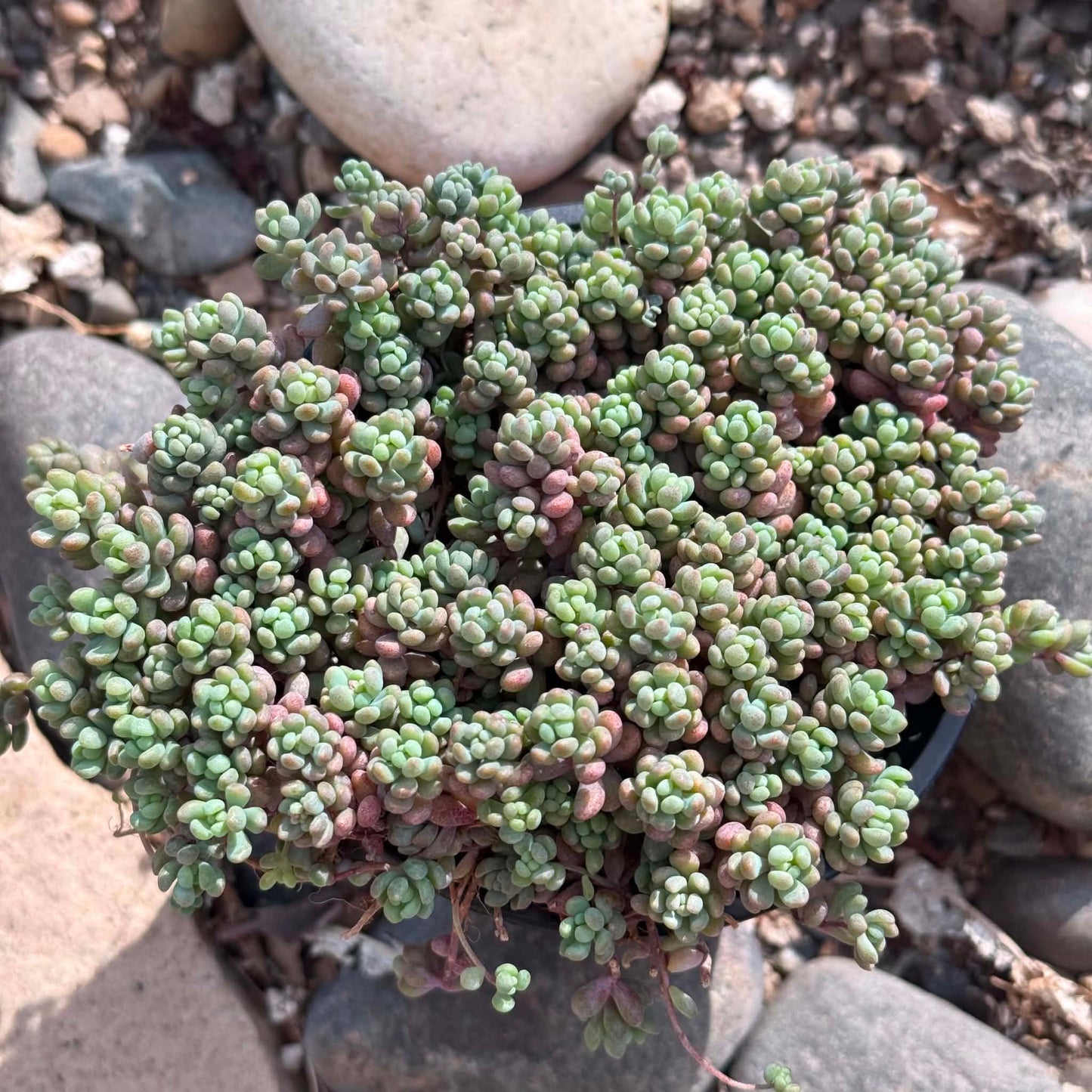 DesertScapeSucculent Succulent 4 Inch Sedum dasyphyllum 'Major'