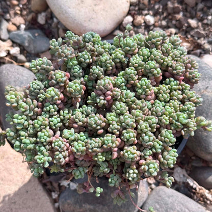 DesertScapeSucculent Succulent 4 Inch Sedum dasyphyllum 'Major'
