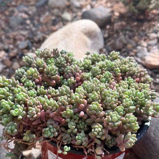 DesertScapeSucculent Succulent 4 Inch Sedum dasyphyllum 'Major'