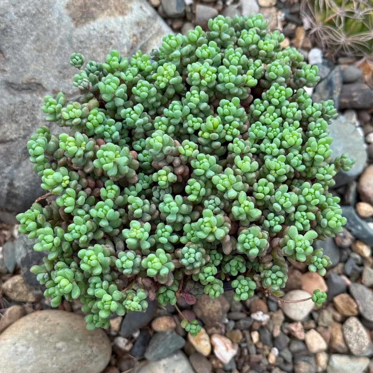 DesertScapeSucculent Succulent 4 Inch Sedum dasyphyllum 'Major'