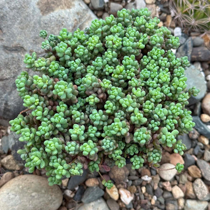 DesertScapeSucculent Succulent 4 Inch Sedum dasyphyllum 'Major'