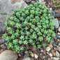 DesertScapeSucculent Succulent 4 Inch Sedum dasyphyllum 'Major'