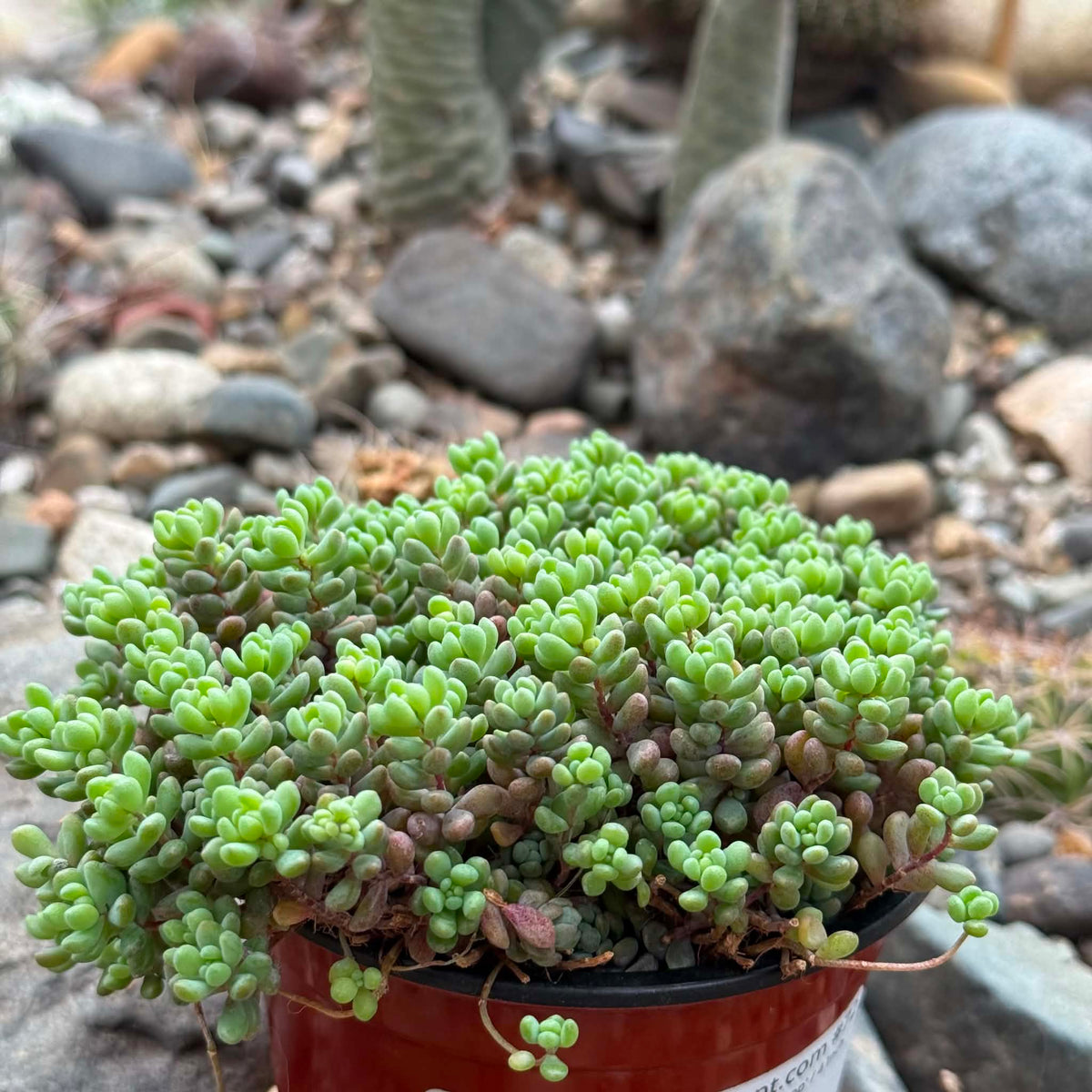 DesertScapeSucculent Succulent 4 Inch Sedum dasyphyllum 'Major'