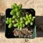 Sedum hernandezii - 4 Inch Assorted - Succulent - DesertScapeSucculent