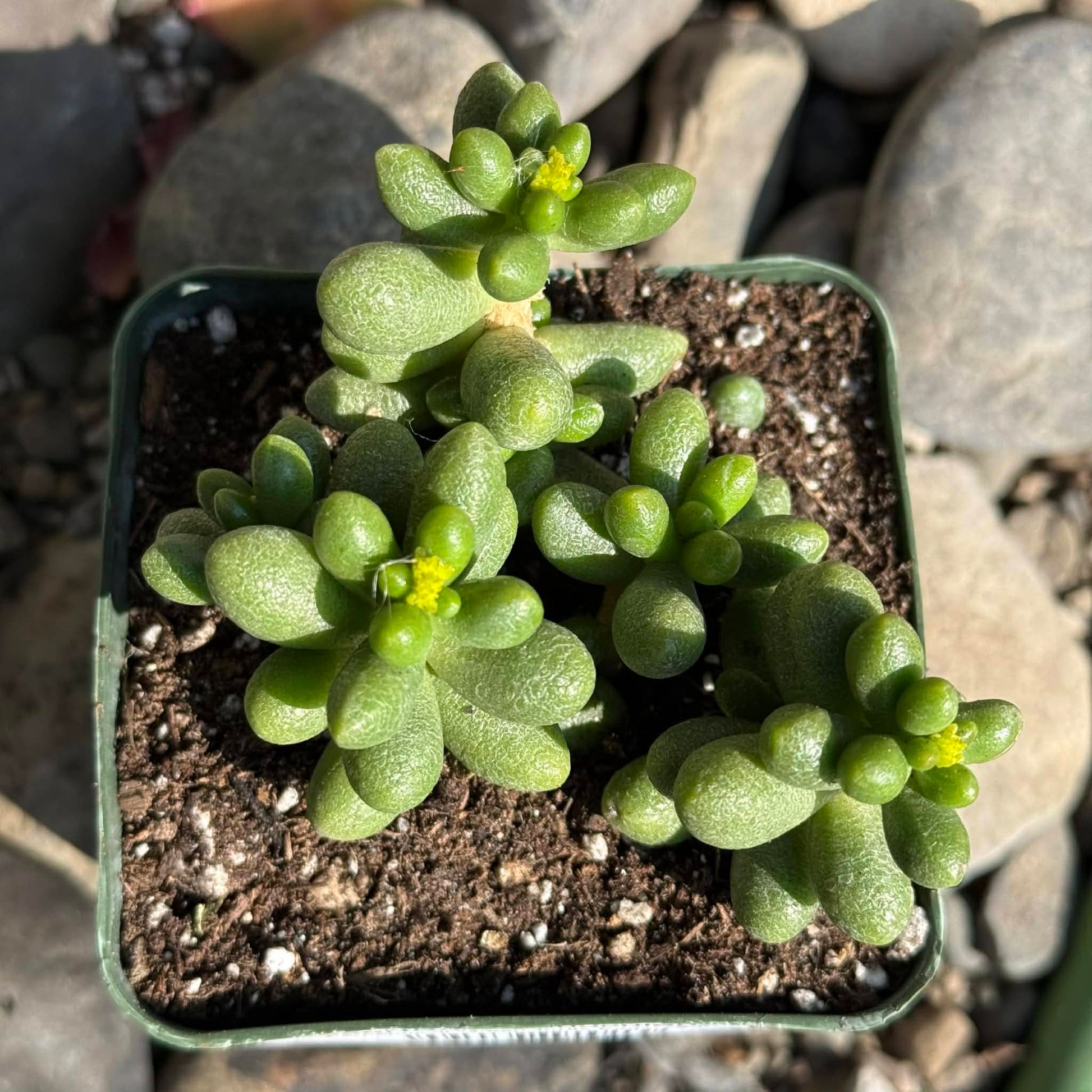 DesertScapeSucculent Succulent 4 Inch Assorted Sedum hernandezii 'Green Turtle Eggs'