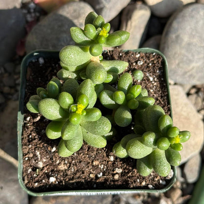 DesertScapeSucculent Succulent 4 Inch Assorted Sedum hernandezii 'Green Turtle Eggs'
