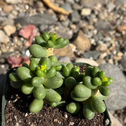 DesertScapeSucculent Succulent 4 Inch Assorted Sedum hernandezii 'Green Turtle Eggs'