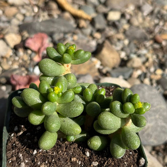 DesertScapeSucculent Succulent 4 Inch Assorted Sedum hernandezii 'Green Turtle Eggs'