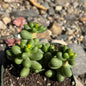 DesertScapeSucculent Succulent 4 Inch Assorted Sedum hernandezii 'Green Turtle Eggs'
