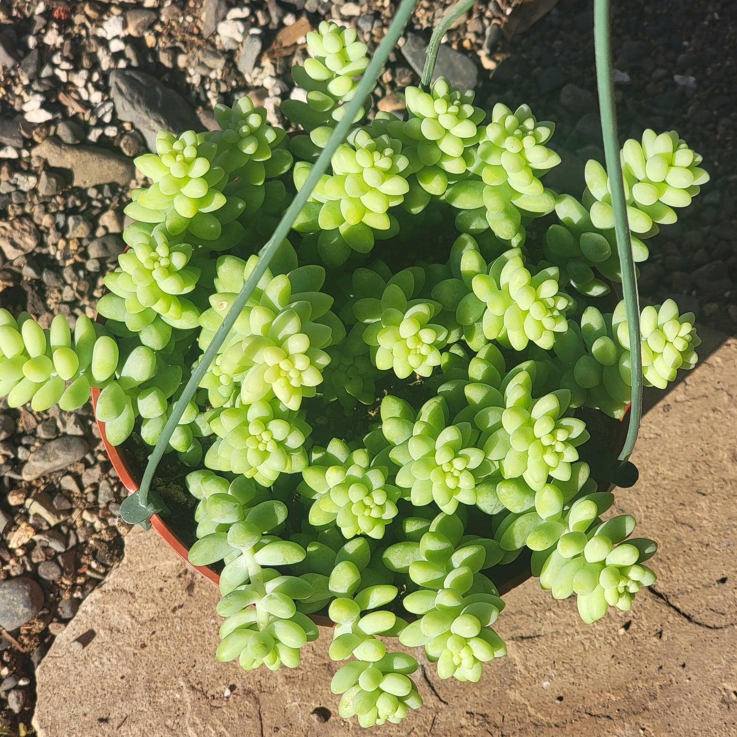 DesertScapeSucculent Succulent Sedum Morganianum 'Donkey Tail'