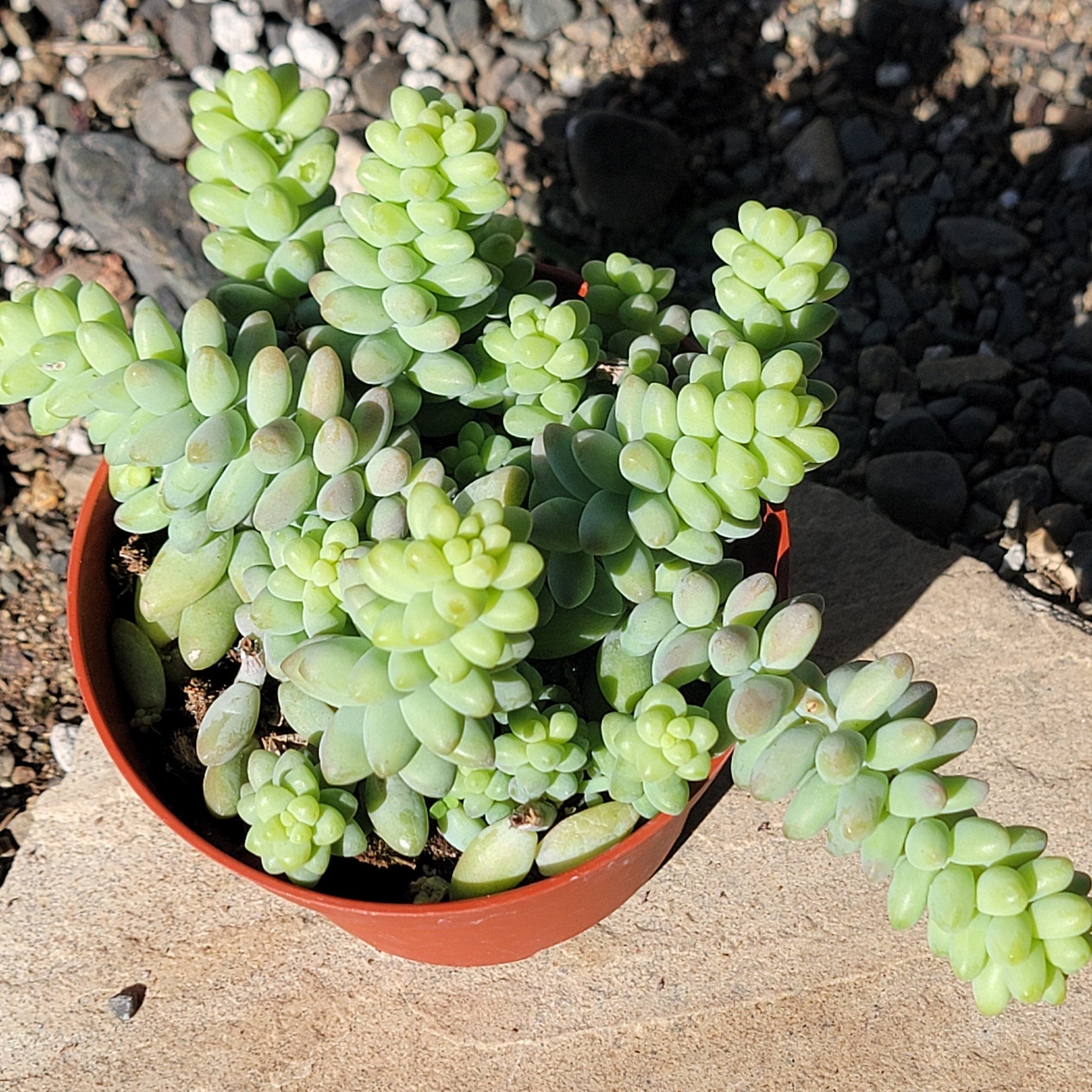 DesertScapeSucculent Succulent Sedum Morganianum 'Donkey Tail'